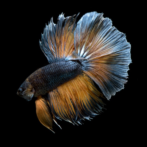 Betta fish on black background