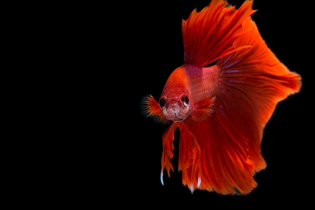 Betta fish on black