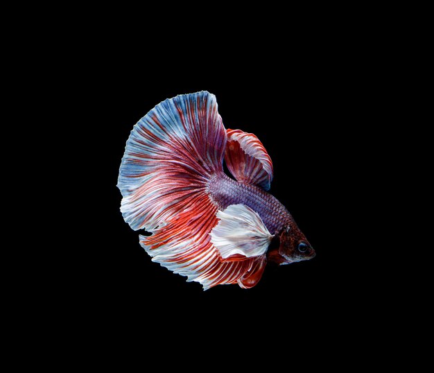 Betta pesce su fondo nero