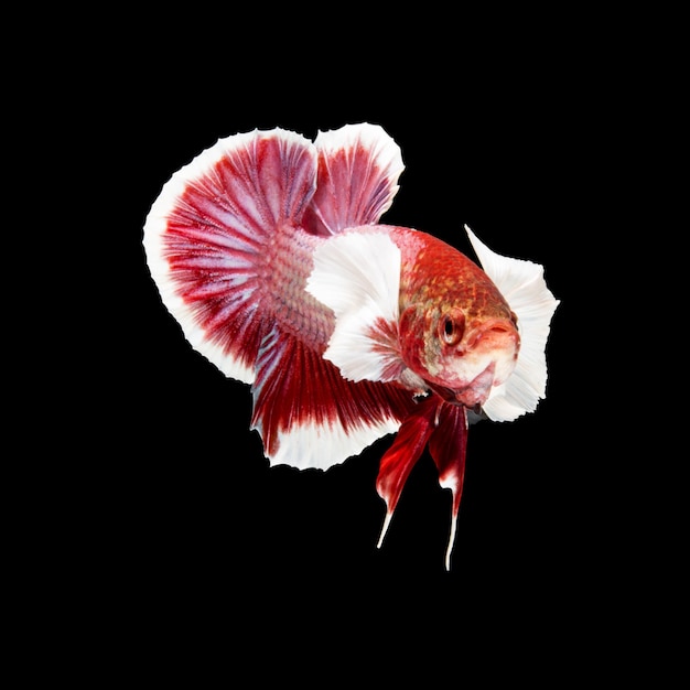 Betta fish on black