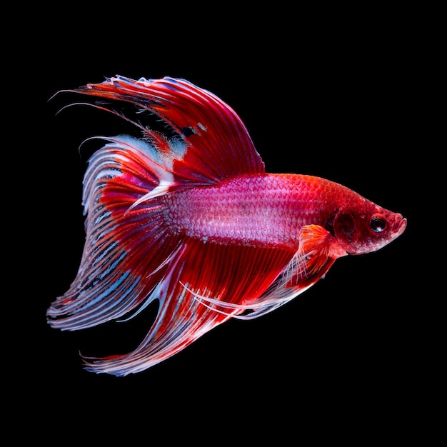 Betta fish on black