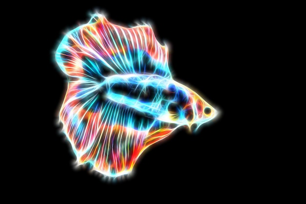 Betta fish in glowing modes