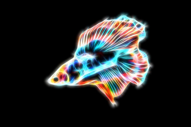 Betta fish in glowing modes