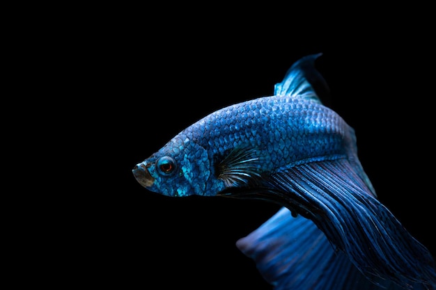 写真 黒の背景にベタの魚