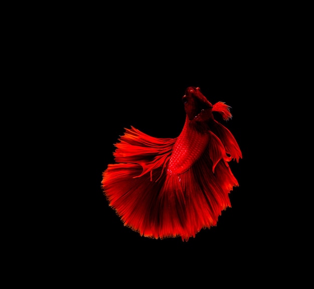 Betta fish, siamese fighting , betta splendens isolated on black background