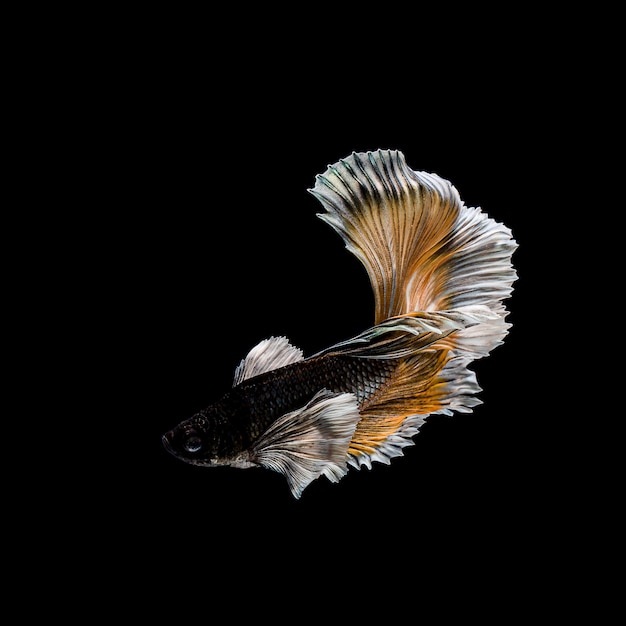 Betta fish, siamese fighting , betta splendens isolated