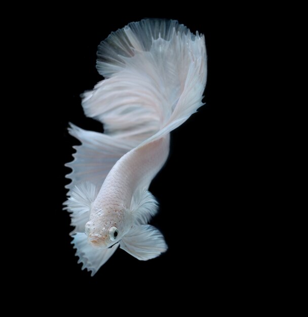 ベタ魚 サイアムと戦う魚 ベタスプレンデンス ハーフムーンベタ プレミアム写真 ベタ魚 サイアムと戦う魚 ベタスプレンデンス ハーフムーンベタ プレミアム写真