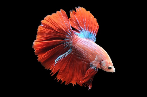 Betta 물고기 샴 싸우는 물고기 betta splendens 검은 배경에 고립 된 검은 찾기에 물고기