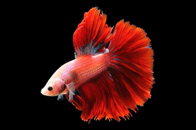 Betta 물고기 샴 싸우는 물고기 betta splendens 검은 배경에 고립 된 검은 찾기에 물고기