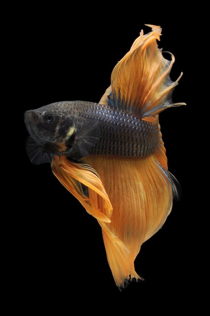 Betta pesce pesce combattente siamese betta splendens isolato su sfondo nero pesce su dorso nero