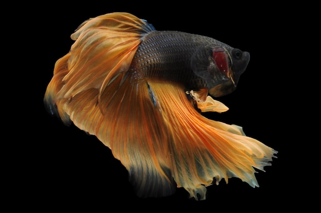 Бетта-рыба сиамская бойцовская рыба betta splendens изолирована на черном фоне рыба на черном фоне
