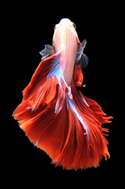 Betta pesce pesce combattente siamese betta splendens isolato su sfondo nero betta rossa