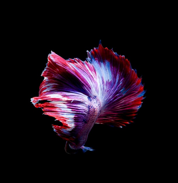 Photo betta fish siamese fighting fish betta splendens isolated on black background