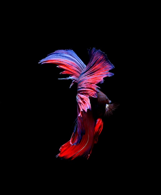 Foto pesce betta pesce da combattimento siamese betta splendens isolato su sfondo nero