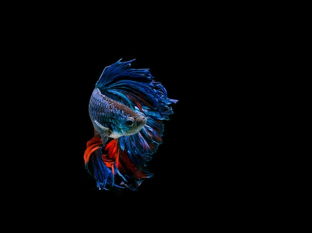 Betta 물고기, 샴 싸우는 물고기, 검은 배경에 고립 된 betta splendens