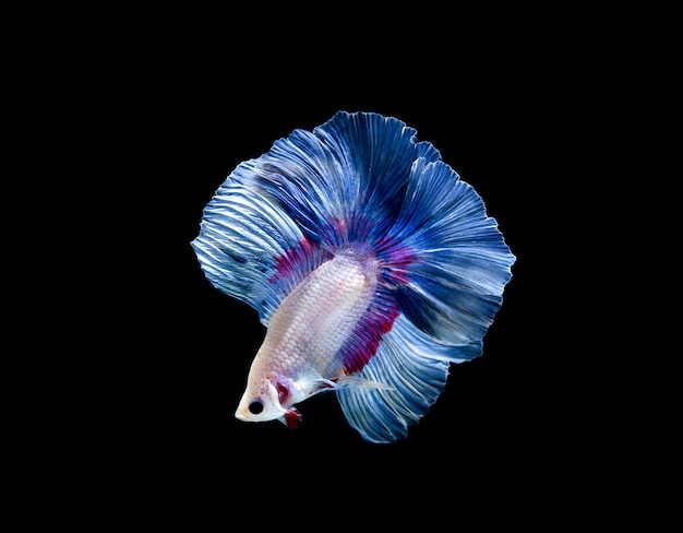 Бетта-рыба сиамская бойцовская рыба betta splendens изолирована на черном фоне