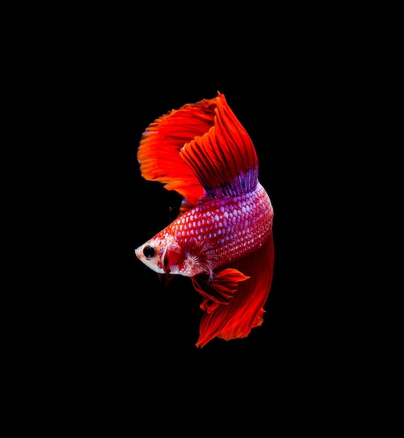 검은 배경에 고립 된 Betta 물고기 샴 싸우는 물고기 betta splendens