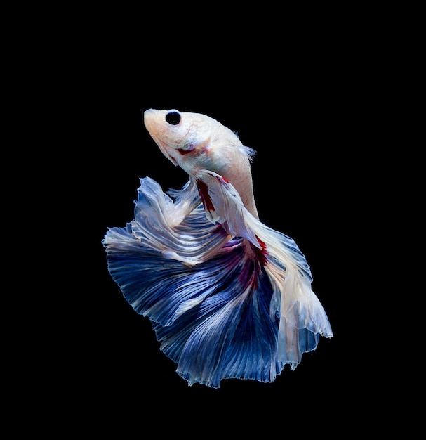 검은 배경에 고립 된 Betta 물고기 샴 싸우는 물고기 betta splendens