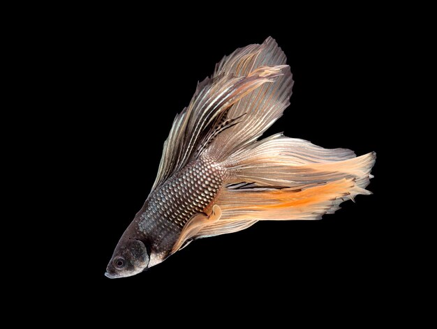 Betta 물고기, 샴 싸우는 물고기, 검은 배경에 고립 된 betta splendens