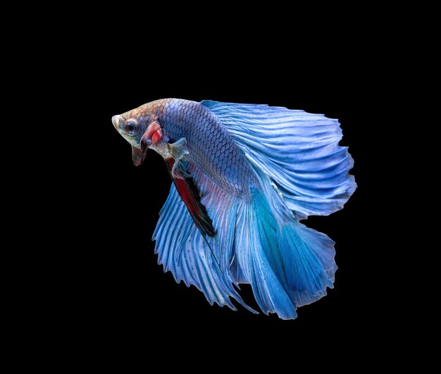 Betta fish siamese fighting fish betta splendens isolated on black background