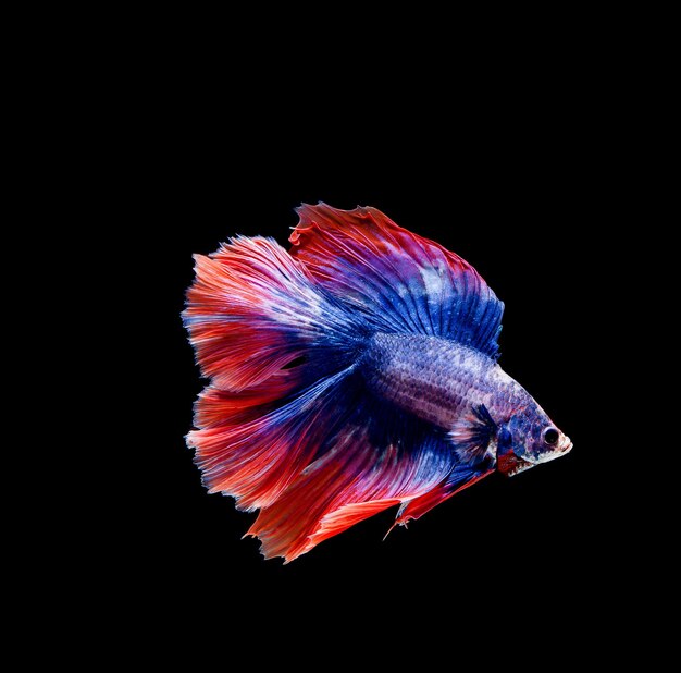 Betta 물고기, 샴 싸우는 물고기, 검은 배경에 고립 된 betta splendens