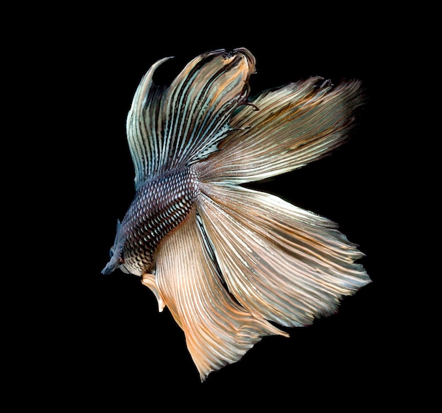 Бетта рыбы сиамской борьбы рыбы betta splendens, изолированных на черном фоне