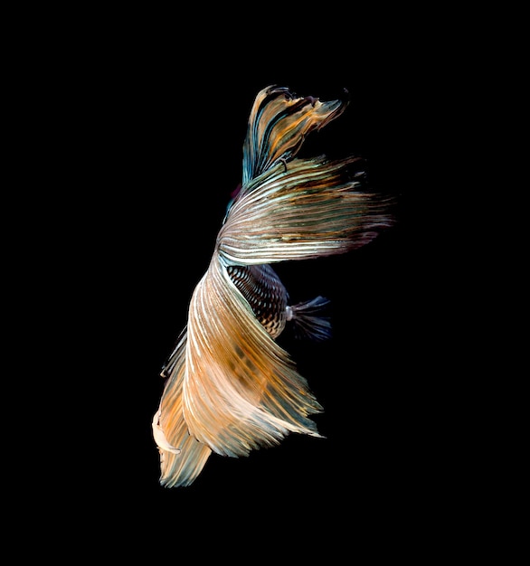 Betta 물고기, 샴 싸우는 물고기, 검은 배경에 고립 된 betta splendens