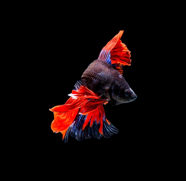 Betta 물고기, 샴 싸우는 물고기, 검은 배경에 고립 된 betta splendens