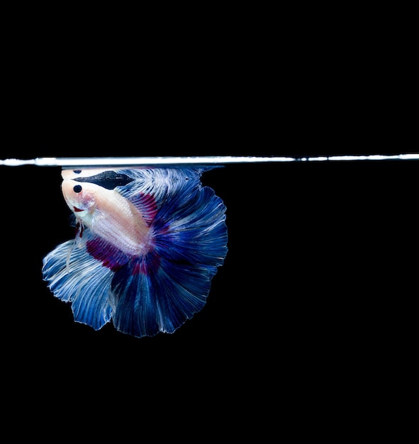 Betta fish siamese fighting fishベタスプレンデンス、黒の背景に