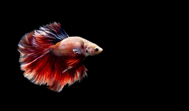 Бойцовая рыбка сиамская бойцовая рыба Betta splendens изолирована на черном фоне