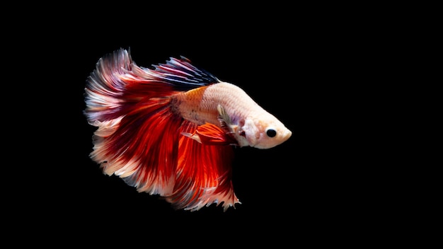 검은 배경에 고립 된 Betta 물고기 샴 싸우는 물고기 betta splendens