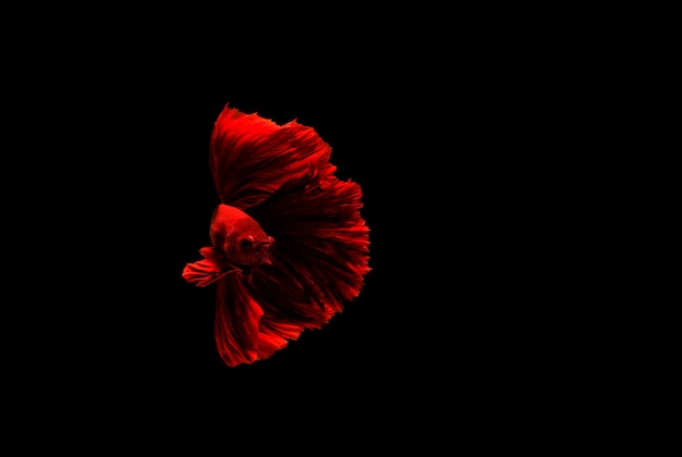 Betta pesce, pesce combattente siamese, betta splendens isolato su fondo nero