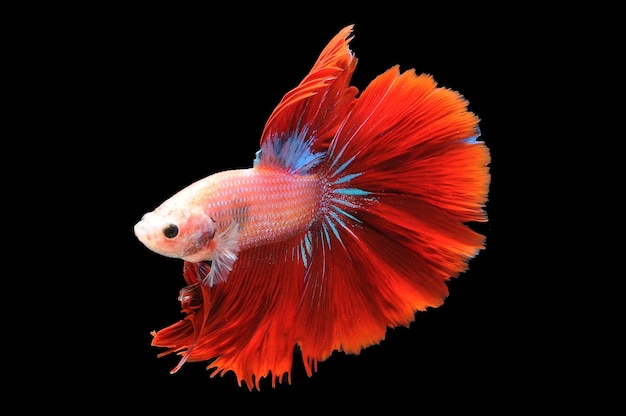 사진 betta 물고기 샴 싸우는 물고기 betta splendens 검은 배경에 고립 된 검은 찾기에 물고기