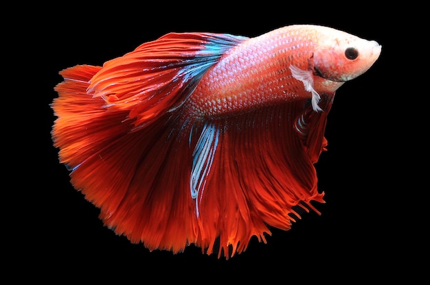 사진 betta 물고기 샴 싸우는 물고기 betta splendens 검은 배경 빨간색 betta에 고립