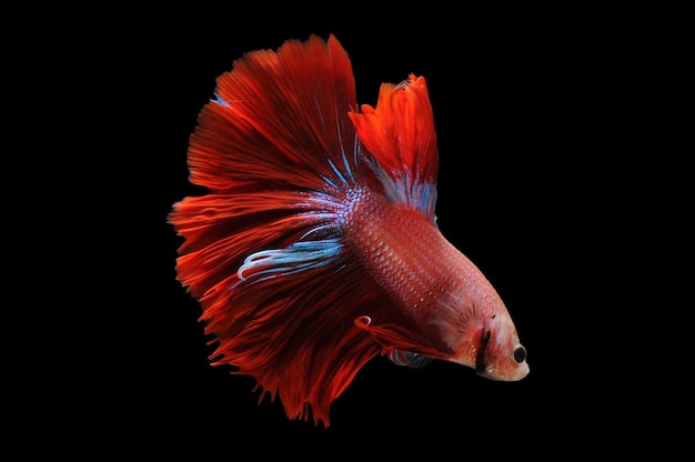 사진 betta 물고기 샴 싸우는 물고기 betta splendens 검은 배경 빨간색 betta에 고립
