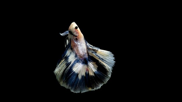 사진 검은 배경에 고립 된 betta 물고기 샴 싸우는 물고기 betta splendens