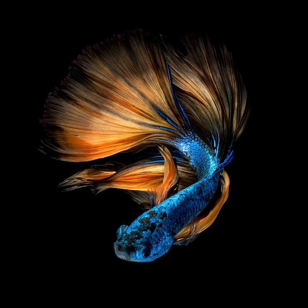 Betta fish or Siamese fighting fish on black background