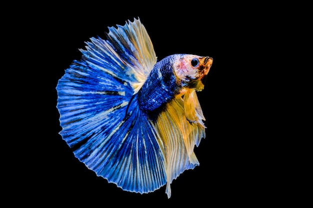 Betta fish, siamese fighting fish on black background