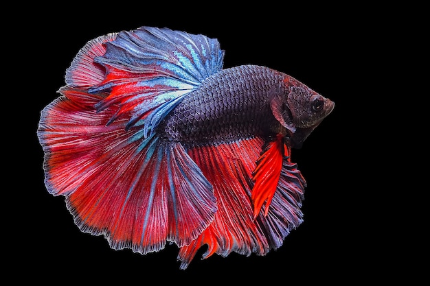 Photo betta fish, siamese fighting fish on black background