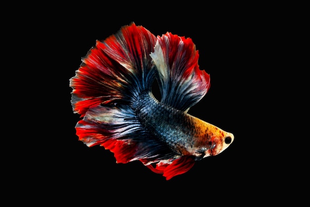 Betta 물고기, 검은 배경에 고립 된 샴 싸우는 물고기, 다채로운 동물