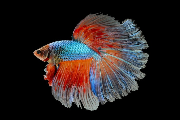 Pesce betta, pesce combattente siamese isolato su sfondo nero, animale colorato