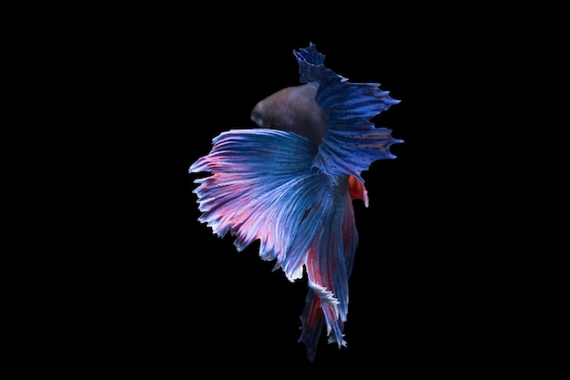 Betta fish, siamese fighting fish isolated on black background