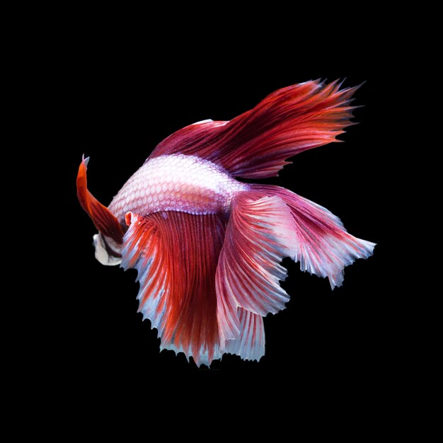 Betta fish, siamese fighting fish isolated on black background