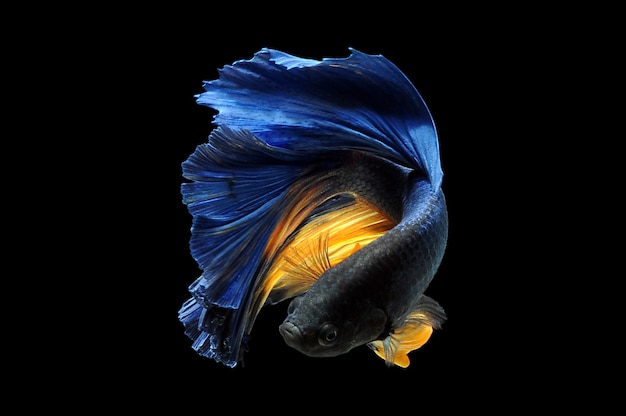 betta fish with blak background