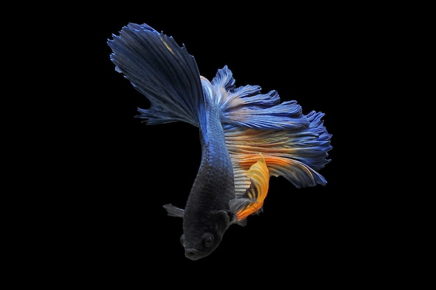 betta fish with blak background