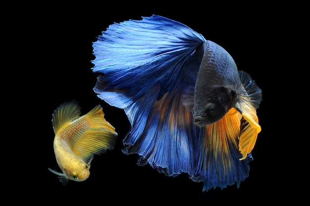 betta fish with blak background