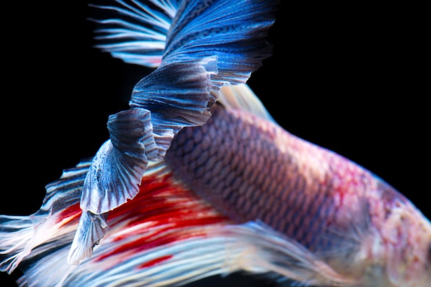 Photo betta fish