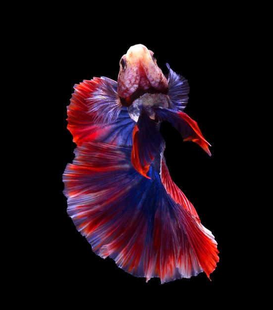 Betta fish