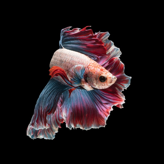 Betta fish