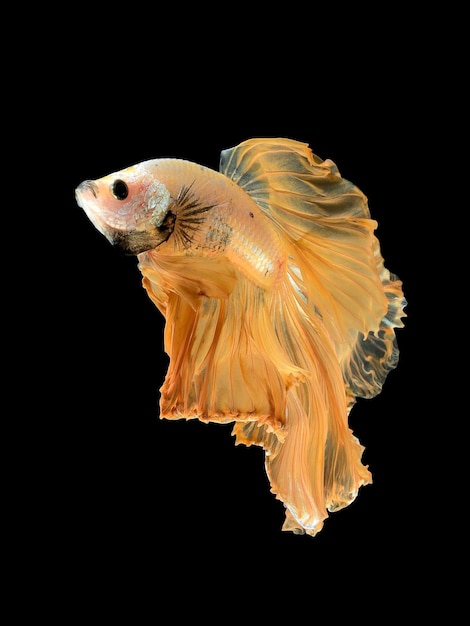 Betta fishsiamese fighting fish isolated on black background